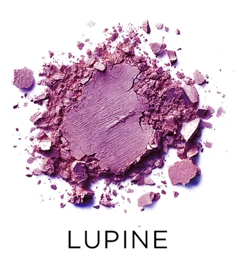 Shade 8 Lupine